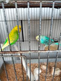cocorite