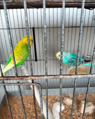 cocorite
