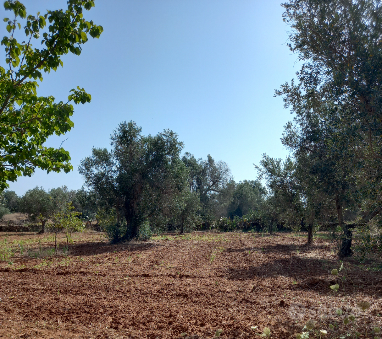 Terreno Agricolo Via Grandizia (Torre S. Susanna) - Vista 2