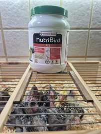 Calopsite allevati a mano