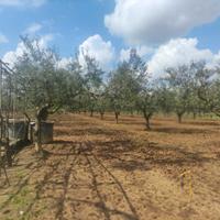Terreno agricolo con ulivi ma edificabile