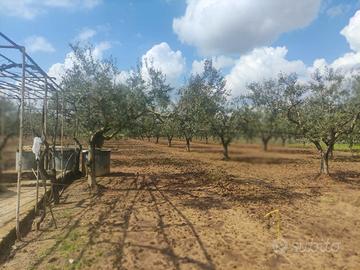 Terreno agricolo con ulivi edificabile