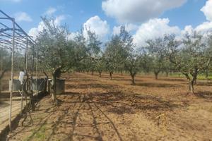 Terreno agricolo con ulivi edificabile