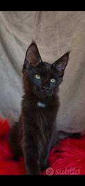 Cucciolo Maine Coon