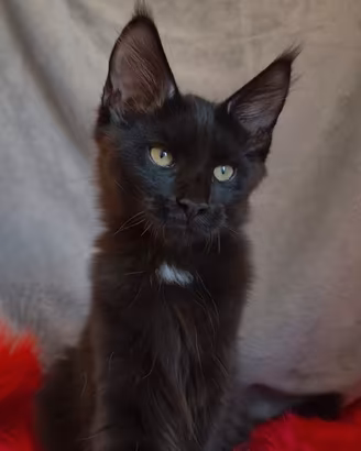 Cucciolo Maine Coon