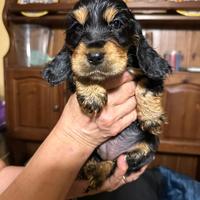 Cucciole cocker spaniel inglese bellissime