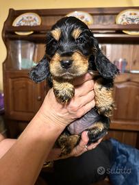 Cucciole cocker spaniel inglese bellissime