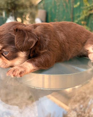 Chihuahua femmina pelo lungo micro pedigree