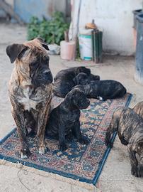 Cuccioli di cane Corso