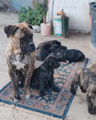 Cuccioli di cane Corso