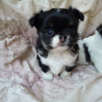 Chihuahua cuccioli