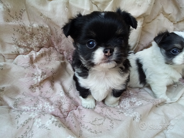 Chihuahua cuccioli