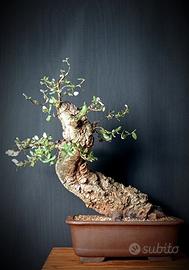 Sughera (Quercus suber)