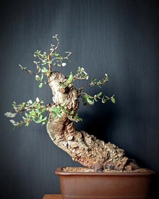 Sughera (Quercus suber)