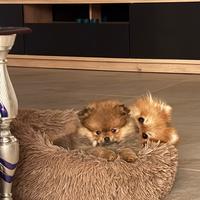 Spitz Tedesco Nano Pomerania