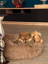 Spitz Tedesco Nano Pomerania