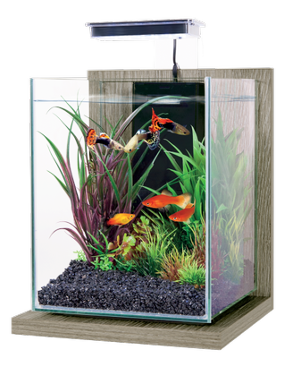 Acquario 10 Litri con filtro e luce led