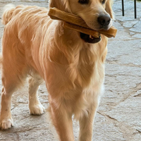 Monta maschio Golden Retriever