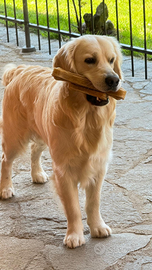 Monta maschio Golden Retriever