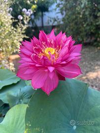 Pianta acquatica Fior di loto ‘Red Duster’