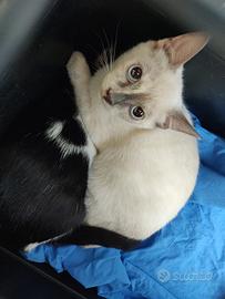 Dea gattina 3 mesi