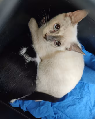 Dea gattina 3 mesi