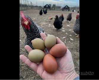Marans
