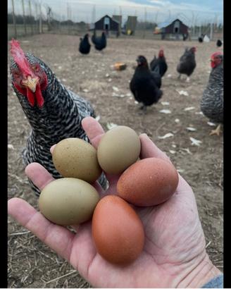 Marans