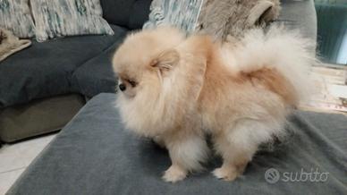 Spitz Pomerania linea russa