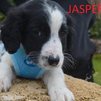 Jasper, cucciolo mix springer spaniel