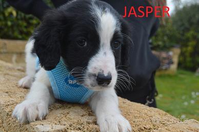 Jasper, cucciolo mix springer spaniel