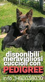 CUCCIOLI PASTORE TEDESCO CON PEDIGREE*Allevamento