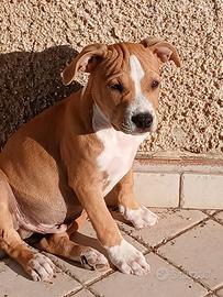 Cane Amstaff