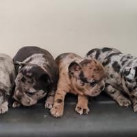 Femminucce bulldog francese