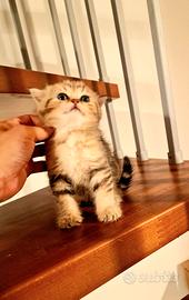 British shorthair e longhair