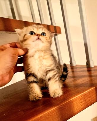 British shorthair e longhair