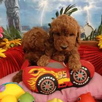 Disponibili Barboncini Colore Rosso Taglia Piccola