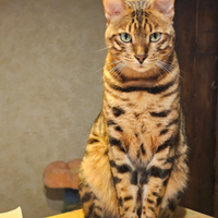 Cucciolo Bengala un anno e mezzo