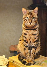 Cucciolo Bengala un anno e mezzo