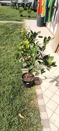 piante agrumi vari 
