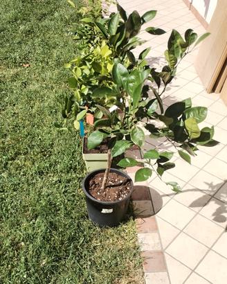 piante agrumi vari 