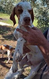 Cuccioli setter/pointer per info chiamare