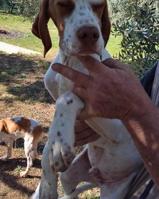 Cuccioli setter/pointer per info chiamare