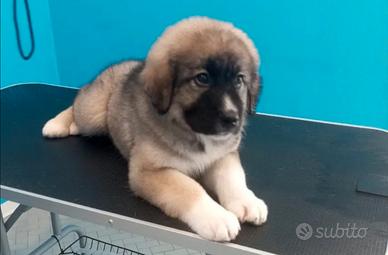 Cucciola pastore del Caucaso