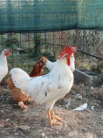 Galli