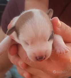 Cucciolo Jack Russell