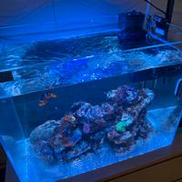 Acquario marino 60x40 h45 con fori d sump
