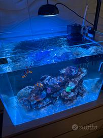 Acquario marino 60x40 h45 con fori d sump