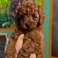 Barboncini da borsetta