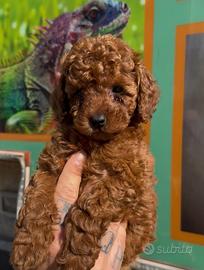 Barboncini da borsetta